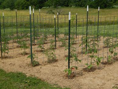 Second planting of tomatoes